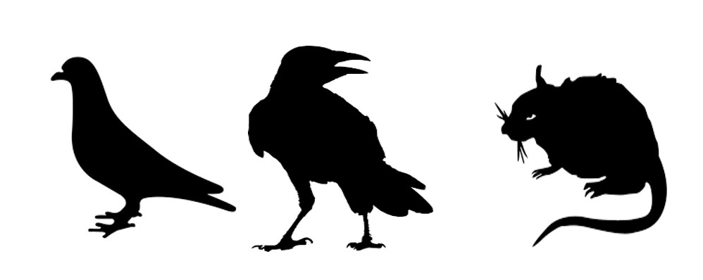 Interdiction de nourrir les pigeons, rats et corneilles