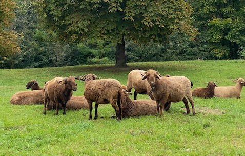 Des moutons mignons au Lignon !